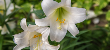 Flowers for Easter: Order Form